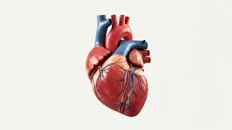 7 Heart-Healthy Habits to Adopt for a Better Life