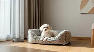 Small Dog Breeds Ideal for Apartments