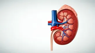 Unmasking Kidney Health: Everyday Habits to Avoid