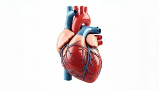 High Cholesterol: Know the Risks, Take Action