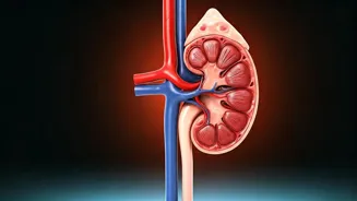 Avoid These 7 Habits For Healthy Kidneys