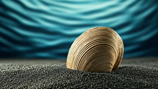 Clam Shells Reveal Ocean Current Changes