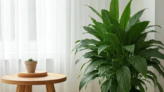Place Peace Lilies Using Feng Shui Principles