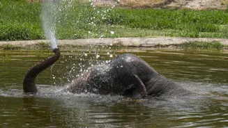 Delhi Zoo Loses Shankar, Its Only Elephant