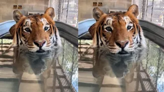 Tiger's Adorable Bath Video Goes Viral