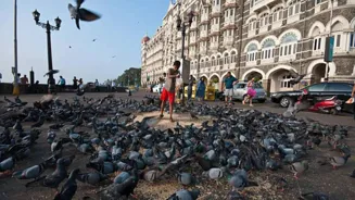 Mumbai Pigeon Feeding Ban Sparks Protests