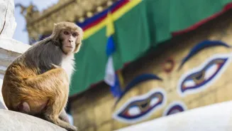 Monkeys Negotiate Temple Trades