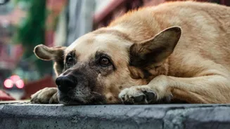 Delhi-NCR Strays Must Go To Shelters In 8 Weeks