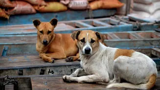 Rajasthan HC Orders On Stray Dogs Mirror SC