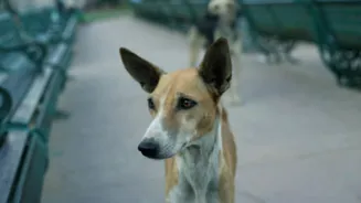 Dog Attacks Hit Bengaluru Amid Delhi Debate