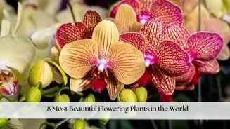 What Are the Most Beautiful Flowering Plants?