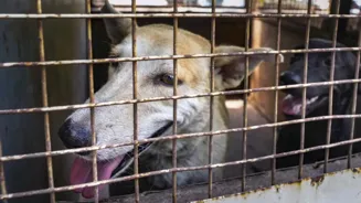 Supreme Court To Review Stray Dog Order