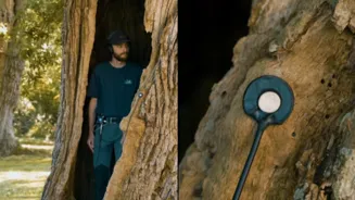 Listen to the Creaking of an Old Oak Tree