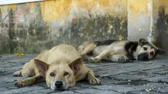 Supreme Court: Act on Stray Dogs in Delhi
