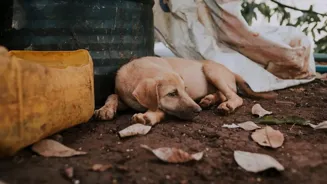 India's Dogs: Heroes Despite Court Orders?