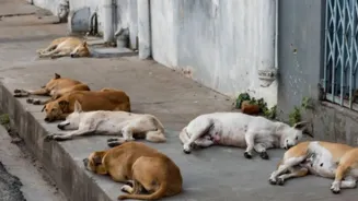 Can Delhi Solve Its Stray Dog Problem?