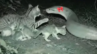 AI Clip Of Python Helping Kitten Sparks Debate