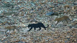 Rare Black Panther Cub Spotted With Leopard Mom