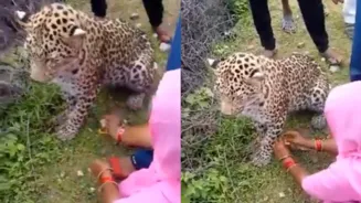 Indian Woman Ties Rakhi To Leopard