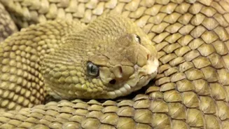 Is Snake Island In Brazil Really Inhabited?