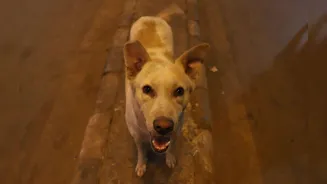 Delhi-NCR stray dogs must move to shelters