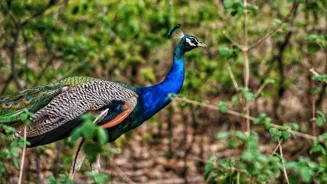 Dreaming of Peacocks: Good Luck or Bad Luck?