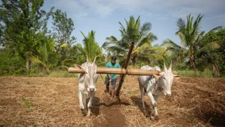 India's Millet Output Exceeds 18 Million Tonnes