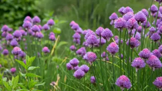 How to grow chives at home