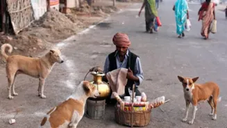 Humans And Animals Can Live Together Well