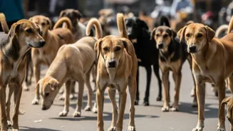 Delhi Dogs: SC Sets Welfare Guidelines