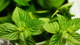 Grow Fresh Mint At Home All Year Round