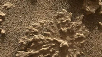 Mars Had Water, Rover Finds Old Coral Rocks
