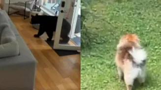 Brave Pomeranian Scares Bear From House