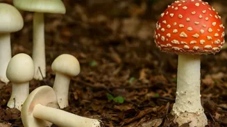 Can You Tell Edible From Poisonous Mushrooms?