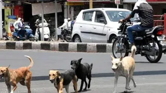 Delhi Stray Dogs: Shelters In 8 Weeks, Says SC