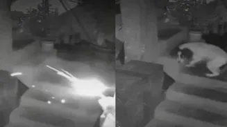 Dog Bites Dynamite, Saves Family, Loses Voice