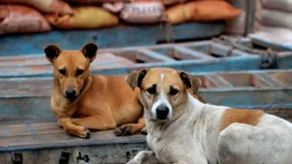 Mumbai Dog Complaints Exceed 10000 This Year
