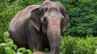 Vantara Denies Moving Elephant Mahadevi