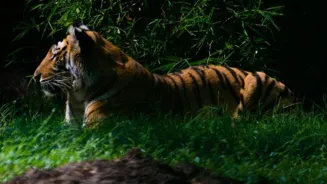 Plan Your India Safari: What You Need To Know
