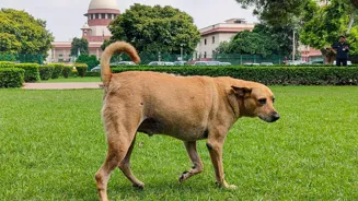 Stray Dog Ruling Reflects Indian Issues