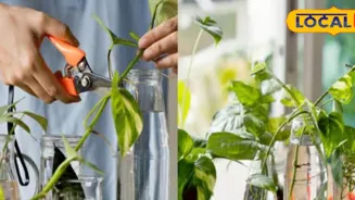 Fix Your Drying Money Plant Fast!