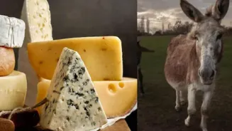 Donkey Cheese: Can You Afford This Luxury?