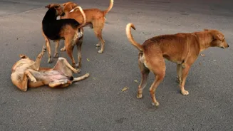 Stray Dog Removal Defies Court Order, CJI Told