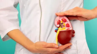Creatine's Impact on Kidneys: Get the Facts