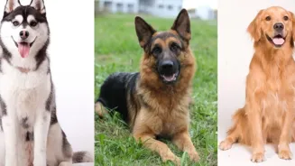 Pet Wellness Future: Holistic Care Matters