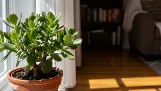 Grow a Jade Plant for Wealth, Vastu Says