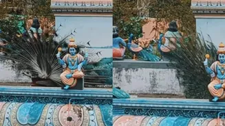Peacock Creates Stunning Temple Backdrop