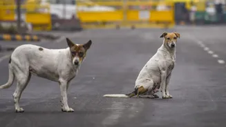 New SC Bench To Hear Delhi Stray Dog Case