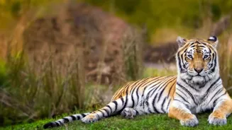 See Tigers: Top Rajasthan National Parks