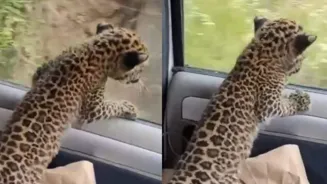 Man Saves Leopard Cub From Dog Attack